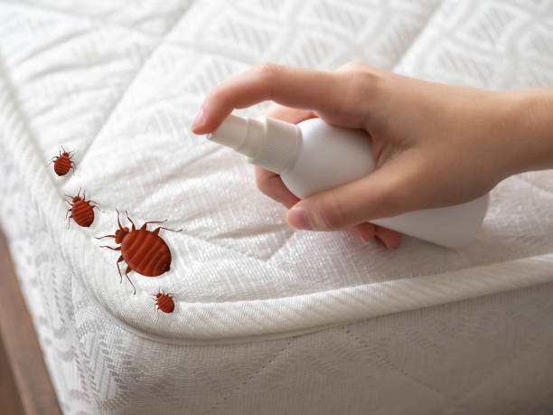 Best Mosquito Control Services  in Pitola, CA