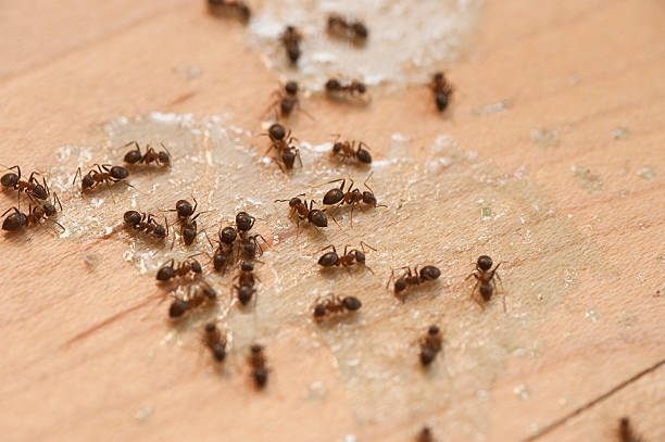 Best Ant Control Services  in Pitola, CA