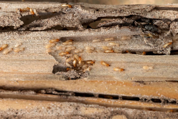 Best Residential Pest Control  in Pitola, CA
