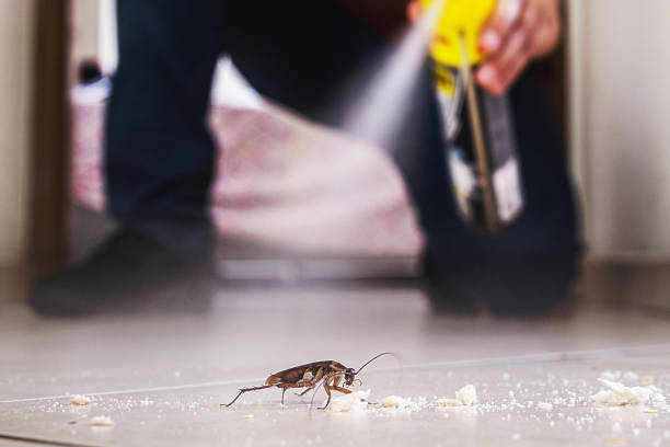 Best Pest Removal Services  in Pitola, CA