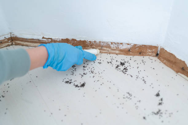 Best Pest Prevention Services  in Pitola, CA